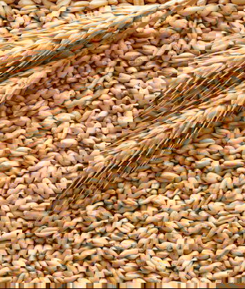 GranoSalus e il glifosato (o come rigirare la frittata)