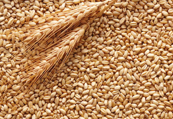 La guerra del grano vol. 3 article-post