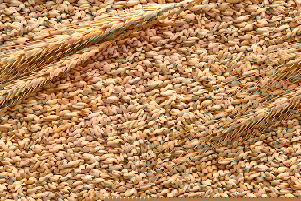 La guerra del grano vol. 3