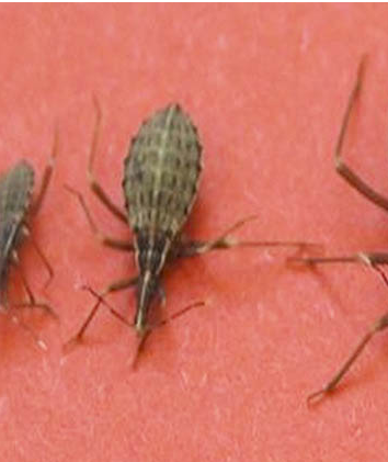 Un insetto pericolosissimo nelle nostre case