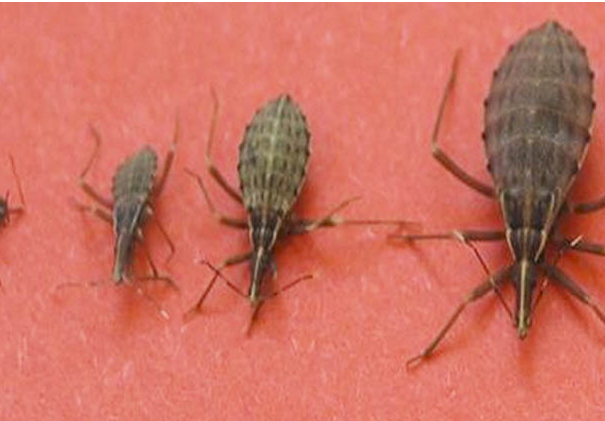 Un insetto pericolosissimo nelle nostre case article-post