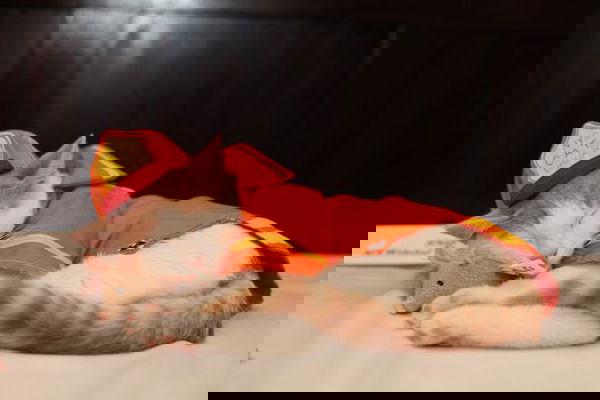 I gattini per gli incendi