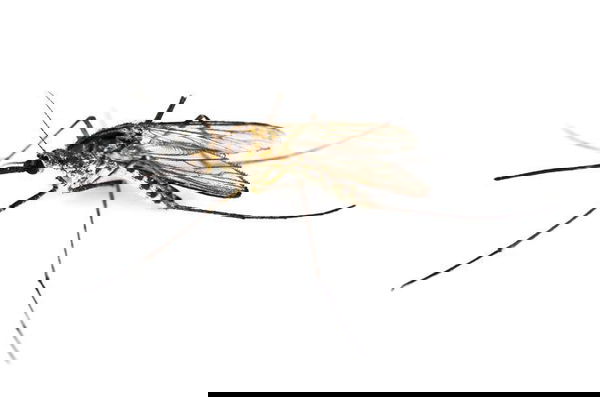 L’ordinanza Raggi sulle zanzare