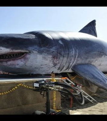 Il megalodonte, SpeedNews24 e i social