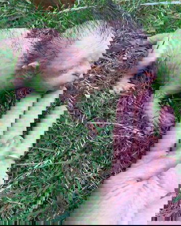 Incrocio tra donna e leone?