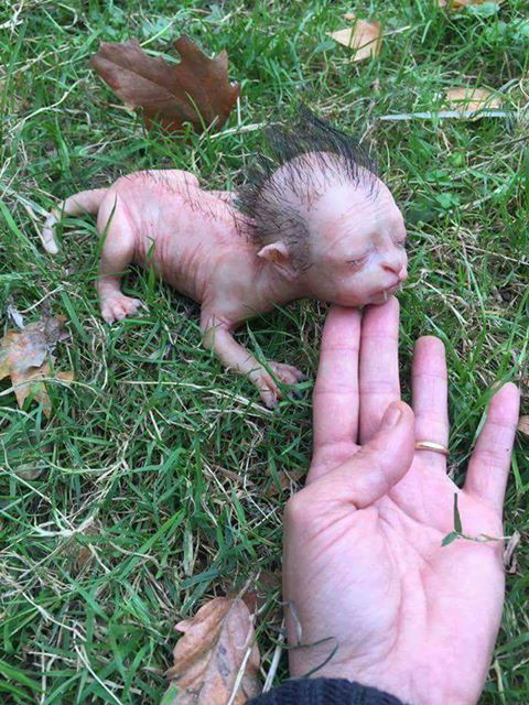 Incrocio tra donna e leone? article-post