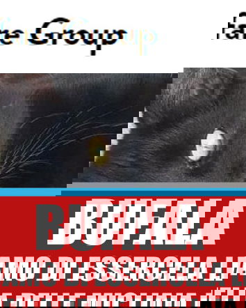 Halloween, gatti neri, stampa straniera e AIDAA