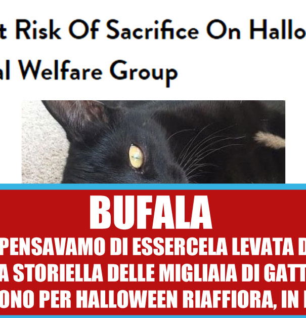 Halloween, gatti neri, stampa straniera e AIDAA article-post