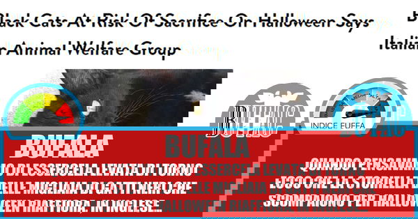 Halloween, gatti neri, stampa straniera e AIDAA