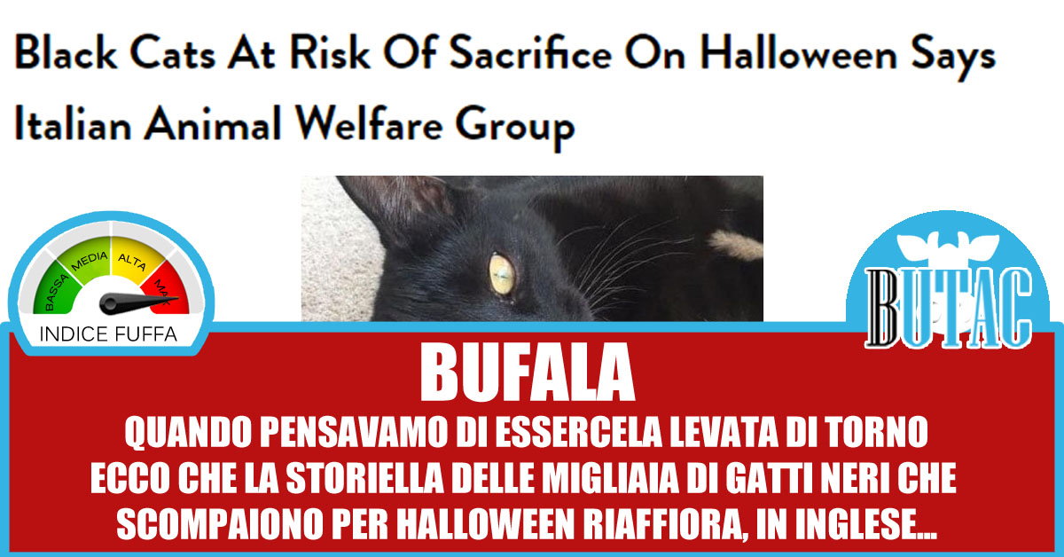 Halloween, gatti neri, stampa straniera e AIDAA article-post