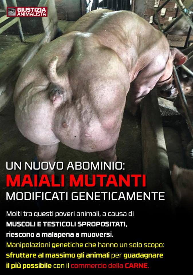 I maiali modificati geneticamente article-post