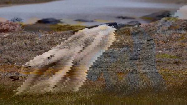 L’orso polare che muore di fame e lo storyteller