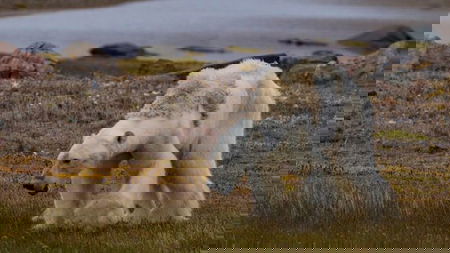 L’orso polare che muore di fame e lo storyteller article-post