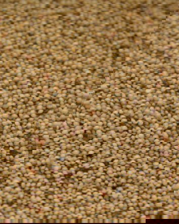 Amaranto, OGM e le fabbriche delle pseudonotizie