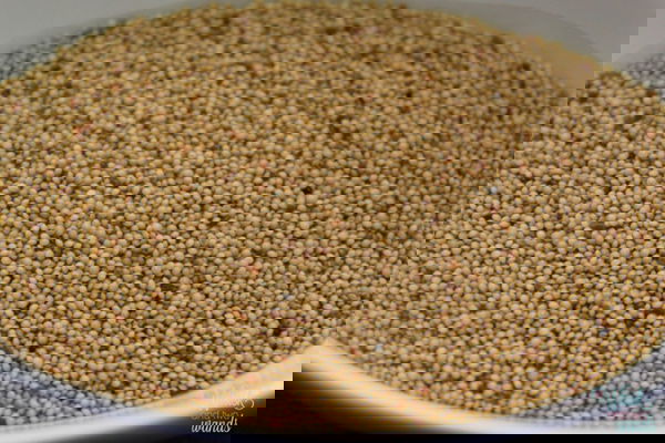 Amaranto, OGM e le fabbriche delle pseudonotizie