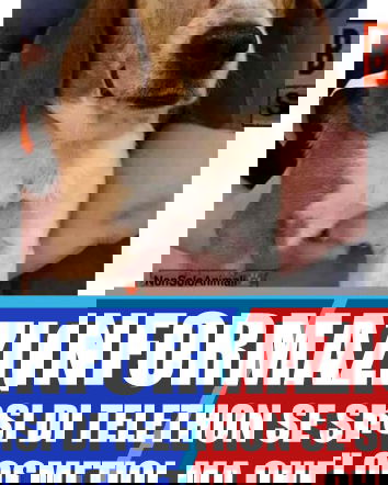 Il beagle reso cieco e Telethon