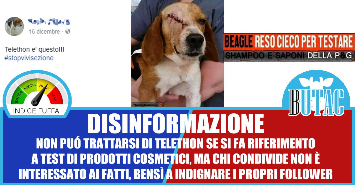Il beagle reso cieco e Telethon article-post