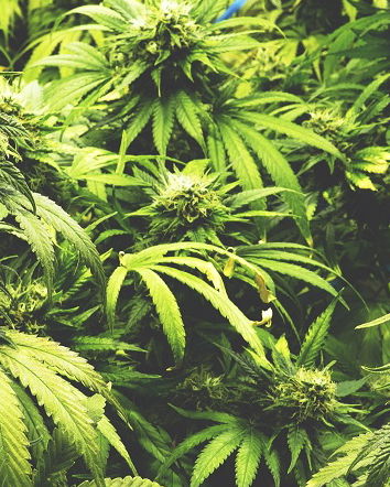 La cannabis di +Europa