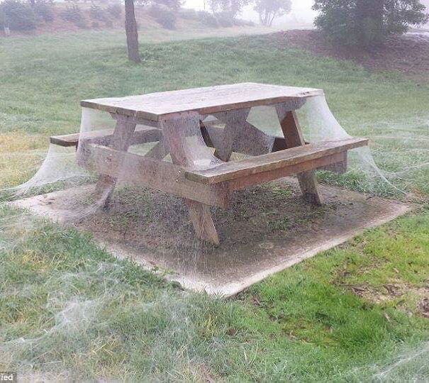 Scie chimiche o ragni? article-post