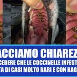 Le coccinelle in bocca ai cani Butac Bufale Un Tanto Al Chilo