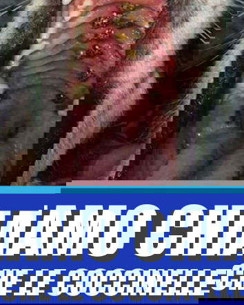 Le coccinelle in bocca ai cani