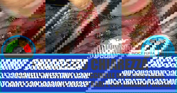 Le coccinelle in bocca ai cani