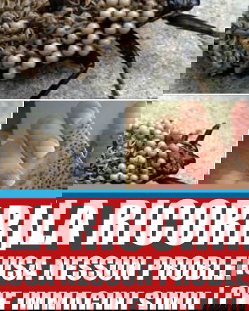 L’insetto pericoloso – Vietato a chi si impressiona