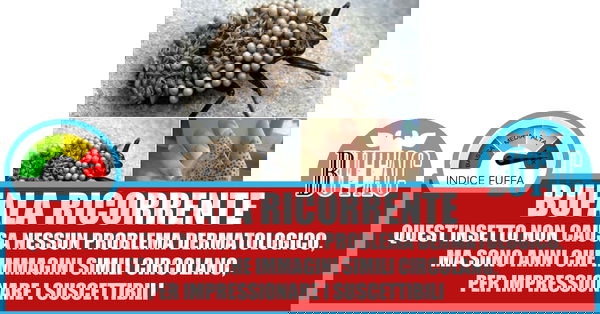 L’insetto pericoloso – Vietato a chi si impressiona