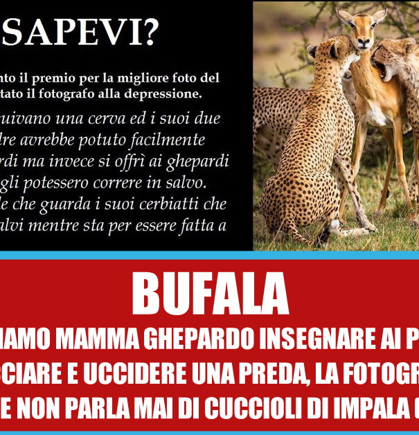 La mamma dei cerbiatti martire… article-post