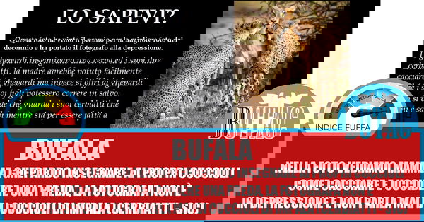 La mamma dei cerbiatti martire…