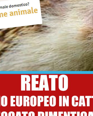 Il riccio come animale domestico