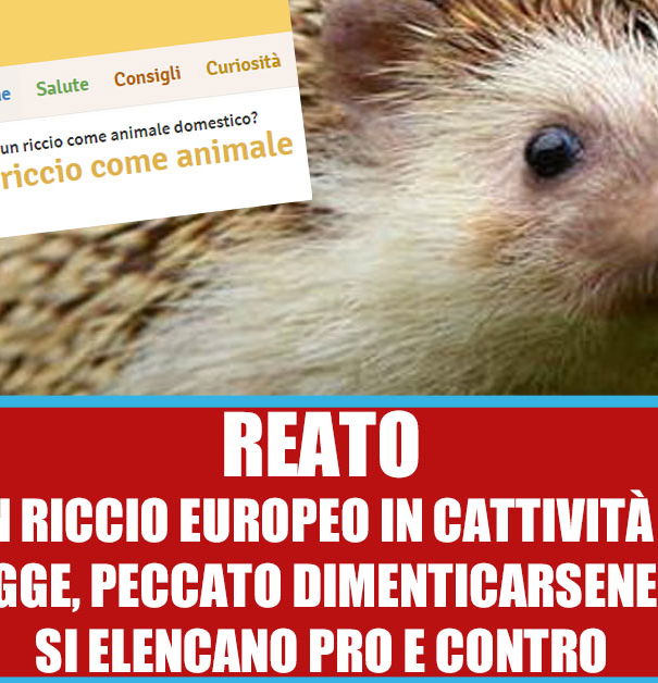 Il riccio come animale domestico article-post