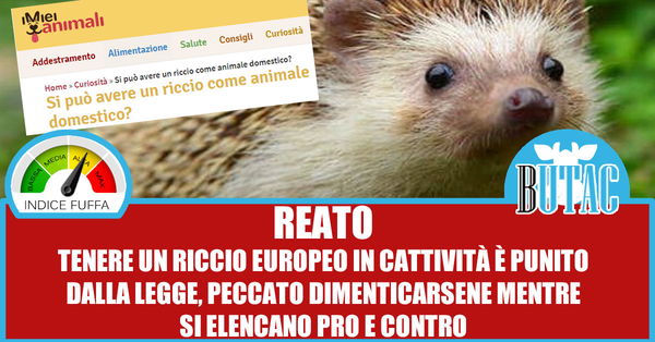 Il riccio come animale domestico
