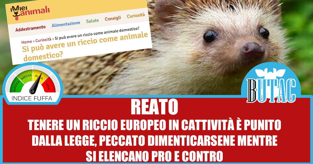 Il riccio come animale domestico article-post