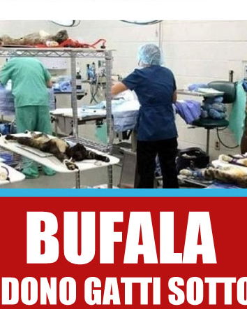 I gatti e gli esperimenti per cosmetici