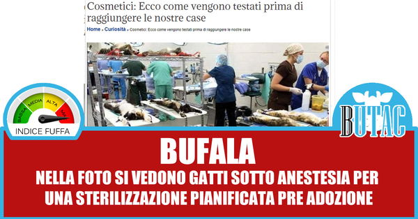 I gatti e gli esperimenti per cosmetici