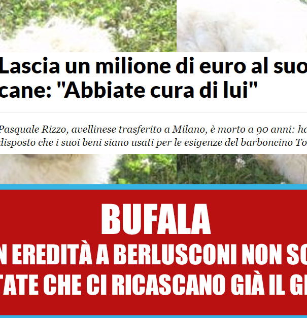 Tor, il cane da un milione di euro article-post