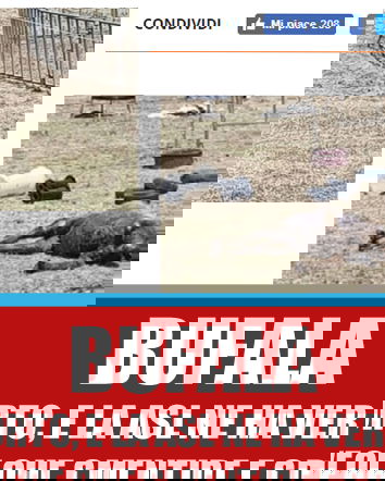 Il cammello morto, che invece è vivo