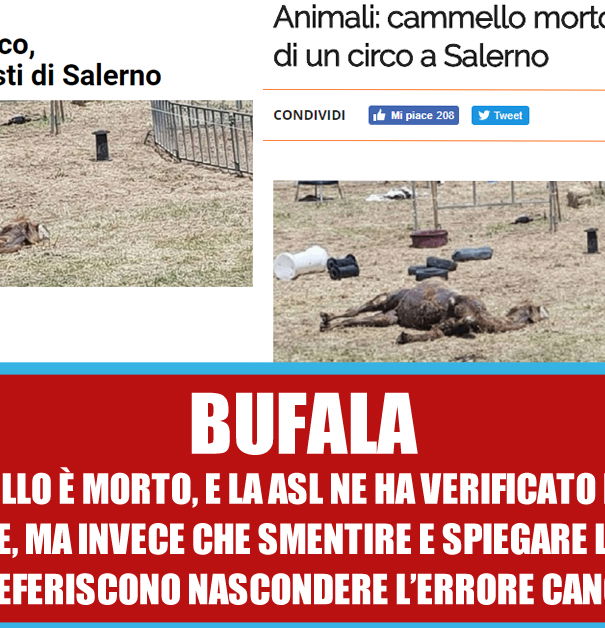 Il cammello morto, che invece è vivo article-post