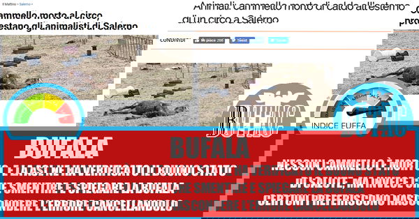 Il cammello morto, che invece è vivo