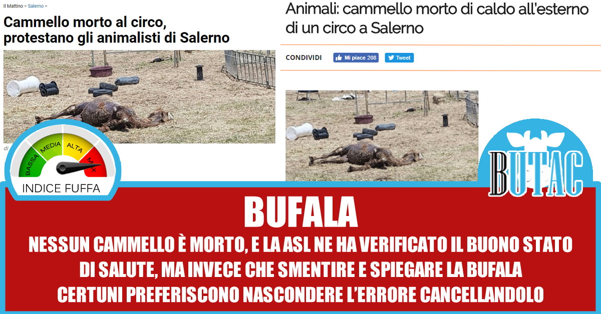 Il cammello morto, che invece è vivo article-post