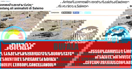 Il cammello morto, che invece è vivo article-post