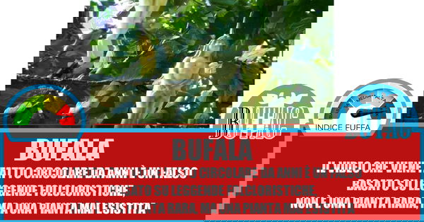 L’albero delle donne