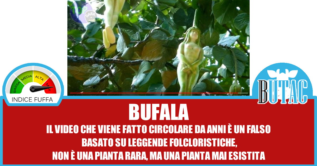 L’albero delle donne article-post