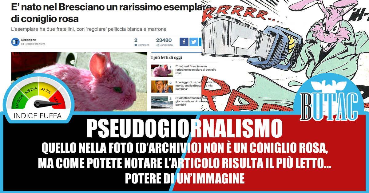 I conigli rosa uccidono article-post