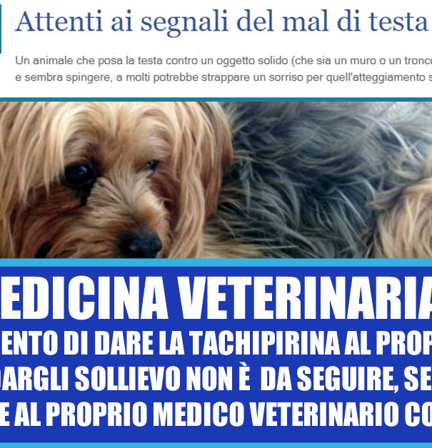 Tachipirina per il mal di testa agli animali? article-post