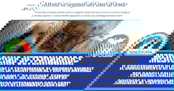 Tachipirina per il mal di testa agli animali?