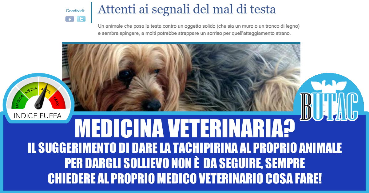 Tachipirina per il mal di testa agli animali? article-post