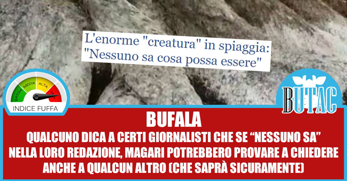 Giornalismo estivo: l’enorme creatura in spiaggia article-post