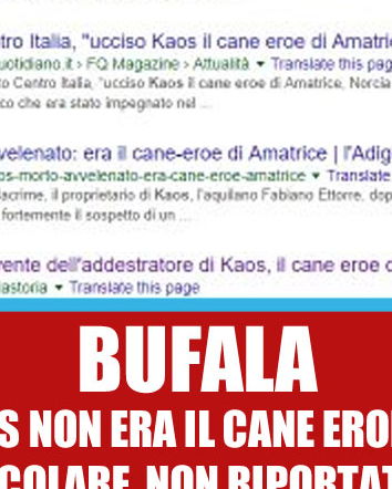 Il cane Kaos eroe di Amatrice?